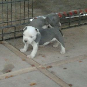 Meet your Posher, Chuchin